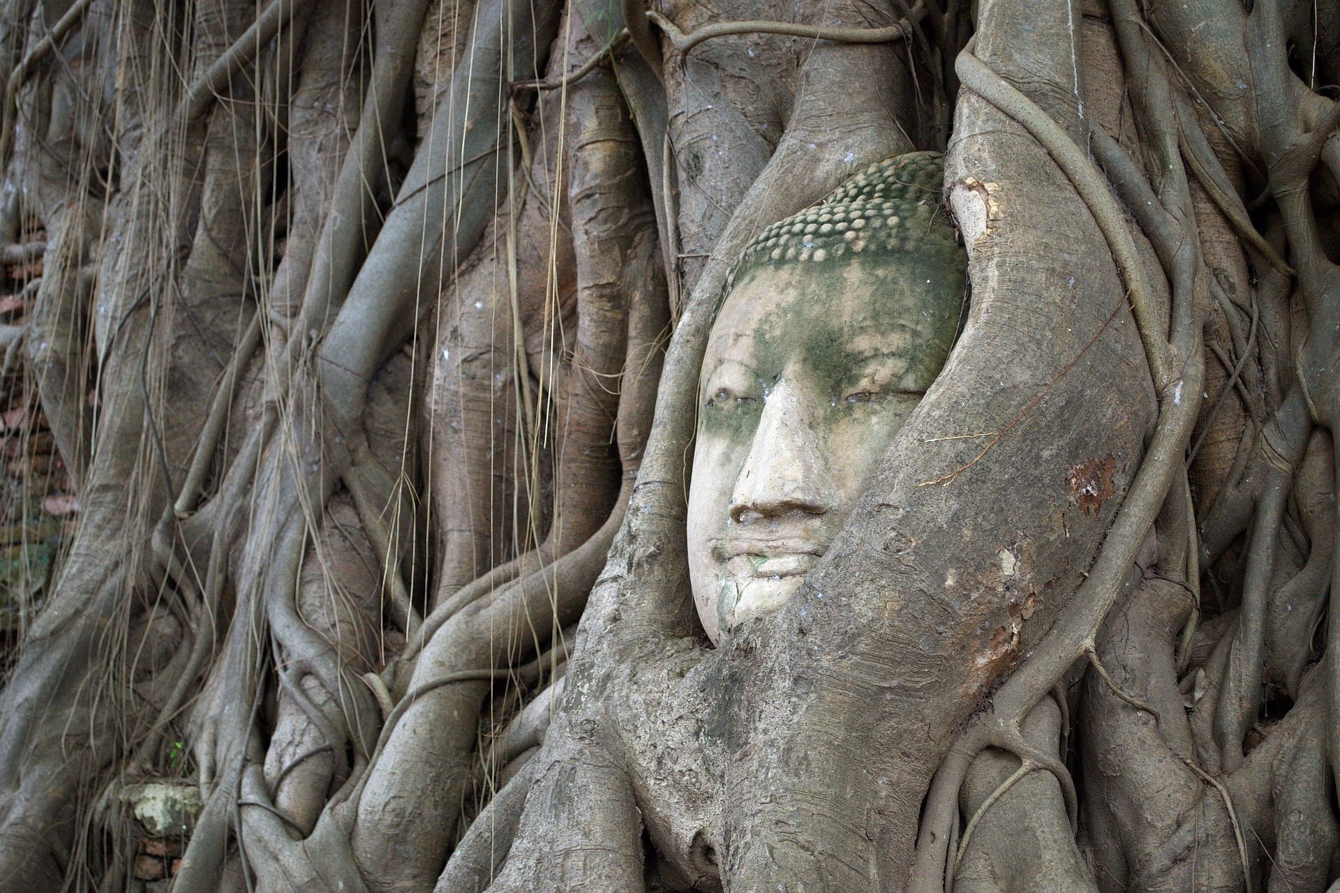 Boeddha hoofd in boom