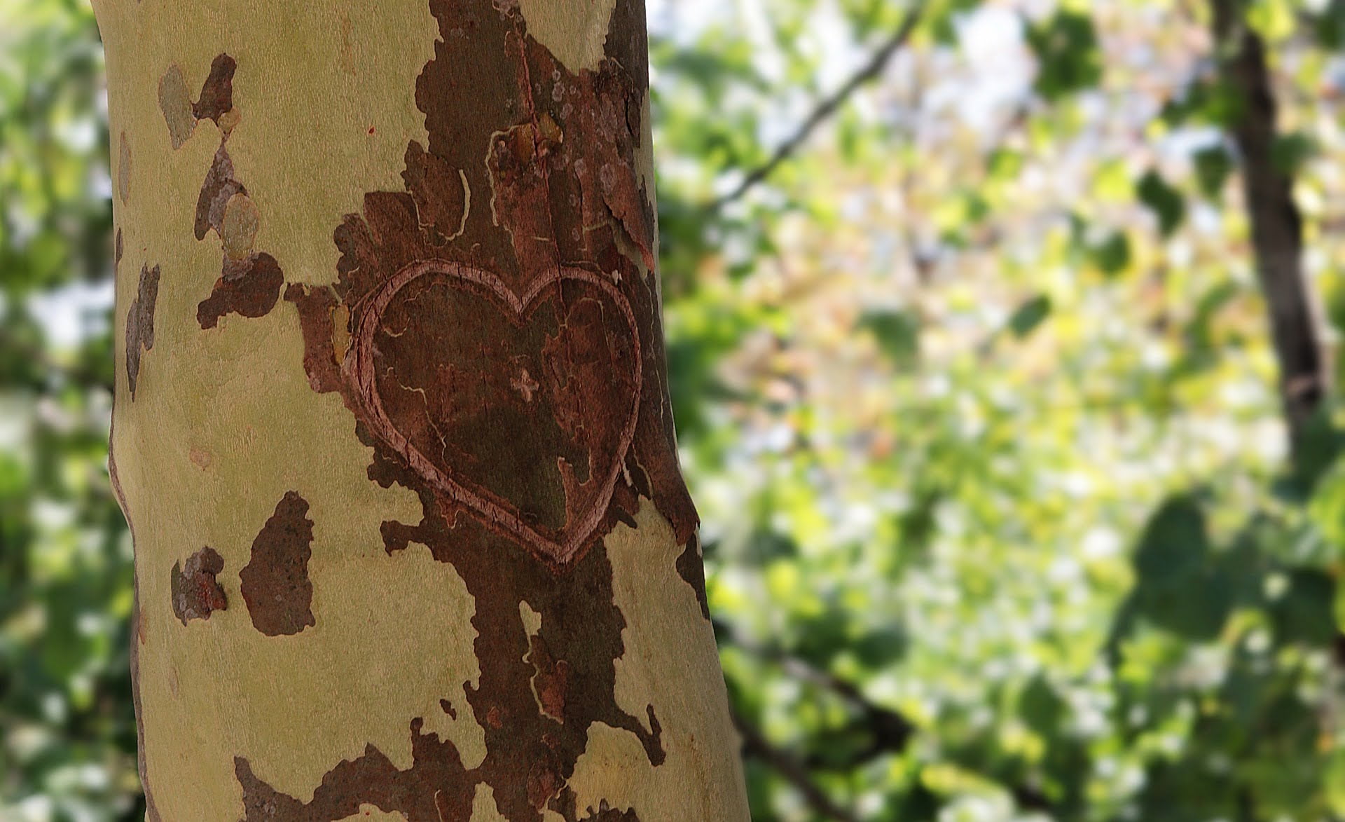 hart symbool staat gegraveerd in boomstam