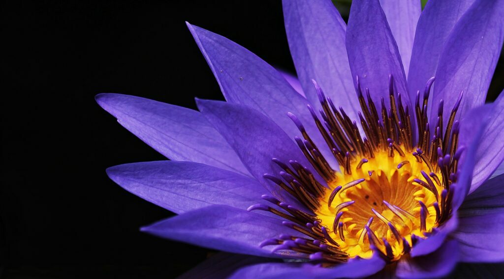 lotus purple