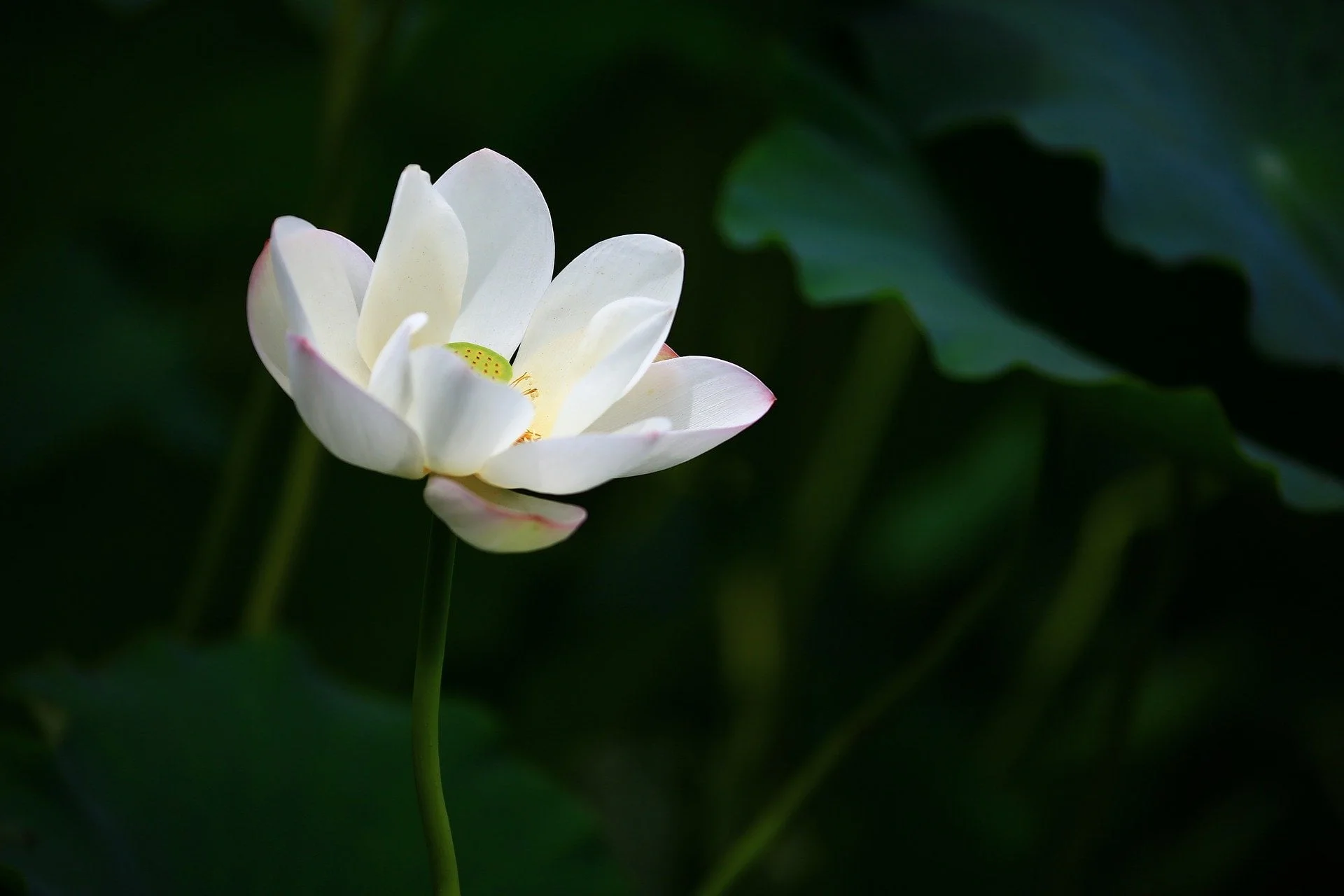 witte lotus