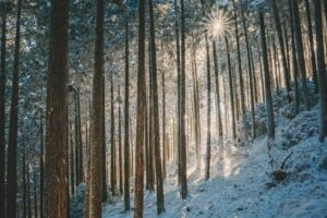 zonlicht schijnt door bomen