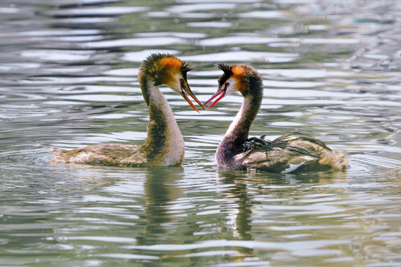 fouten in liefde en vrede