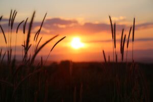 planten tijdens zonsondergang