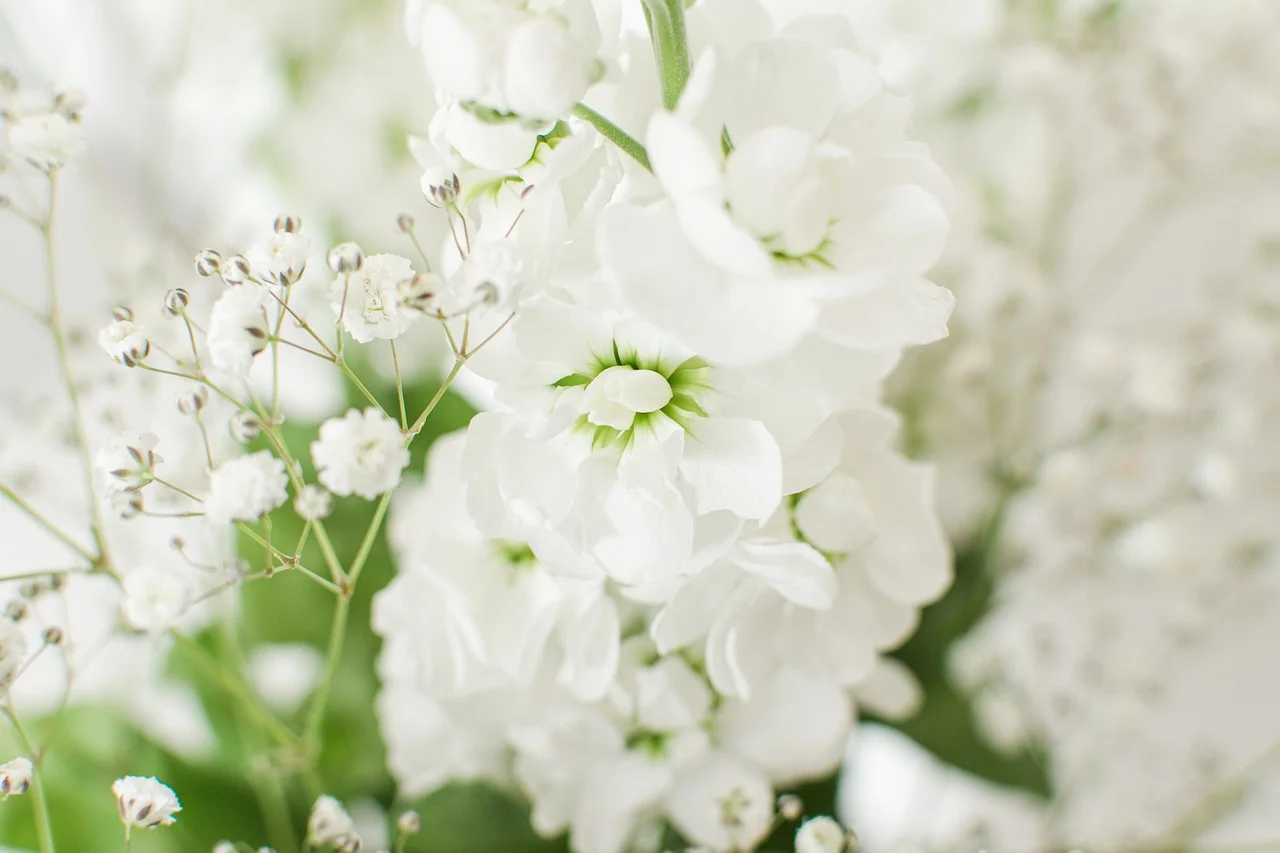 HSP meditatie – Serapis Bey