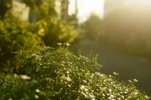 plantjes in zonlicht